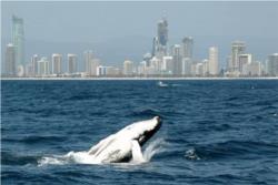Whale Watching Cruise from Sea World