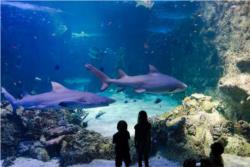 SEA LIFE SYDNEY AQUARIUM