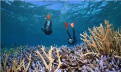 Port Douglas Premium Great Barrier Reef Cruise to 3 Reef Locations
