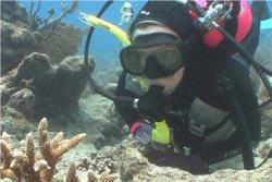 GOLD COAST SNORKELLING TOURS