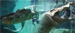 Darwin Crocosaurus Cage of Death Solo Dive
