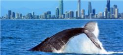 Whale Watching Cruise from Surfers Paradise