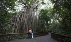 Yungabarra Heritage and Rainforest Tour From Cairns